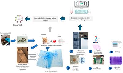 Advancing vaccine development against Opisthorchis viverrini: A synergistic integration of omics technologies and advanced computational tools